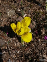 Iris danfordiae -- Danford-Schwertlilie